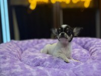 Orj teacup chihuahua bebeklerimiz (ŞİVAVA)