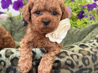Toy Poodle Puppy