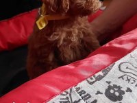 Dişi erkek pet eğitimli poodle yavrular