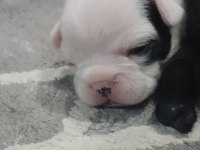 Mükemmel French Bulldog Yavrularımız
