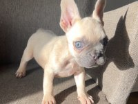 Exotic french bulldog renk yavrularım