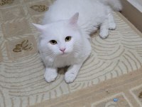 Depremzede Ankara Kedimize Yeni Yuva Arıyoruz (ÜCRETSİZ)