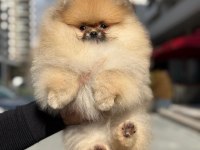 Safkan pomeranian boo