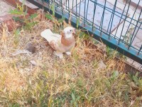 SARI ALA PERÇEM ERKEK GÜVERCİN 81 İLE GÖNDERİM VARDIR