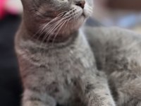 Nisan 21 2023 doğumlu harika bir erkek scottish fold