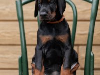 İyi Kalite Doberman Yavrular