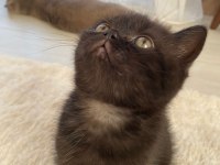 3 Dişi ve 1 Erkek British Shorthair Yavrular