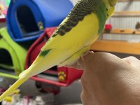 Ele omuza alıştırmalık muhabbet kuşlarımız 