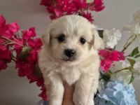 Pamuk Gibi Boncuk Gözlü Minik Köpeğimiz