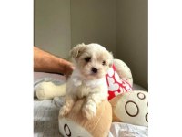 Minik Maltipoo Bebeğim