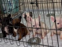 Safkan French Bulldog Yavrularımız 45 Günlük