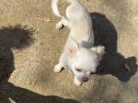 Elma Kafa Safkan Aşıları Tam Chihuahua