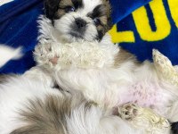 Yavru orjinal shih tzu