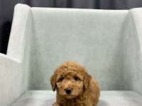 Minik toy poodle bebeleri