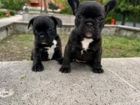 Süper anatomi french bulldog bebekler