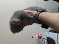 11 Nisan doğumlu scottish fold