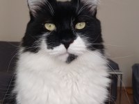 Ücretsiz sahiplendirilecek maine coon yaman oğlum