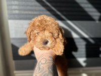 Toy poodle kore ayarında Maltipoo
