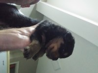 Yavru rottweiler koca kafa