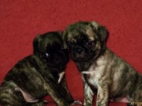 Egzotik Renk Pug Mops Yavruları