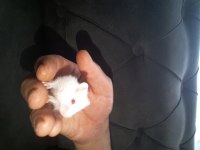 hamster gonzales ve syria