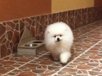 Pomeranian boo