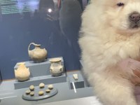 Orjinal Çiftlikten Chow ÇOK UYGUN açıklamayı oku