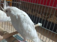 Yeni yeme düşen albino kırmızı göz sultan papağanı