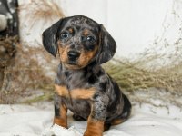 BLUE MERLE DACHSHUND BEBEKLERİMİZ ÇİFTLİĞİMİZDEN