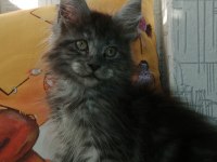 Maine coon full şecereli yavrular