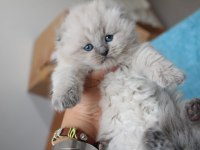 Muhtesem British shorthair ve Scotish fold bebeklerim