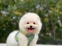 POMERANİAN BOO YAVRULARIMIZ KARŞINIZDA