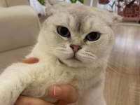 British shorthair fistana yuva arıyoruz