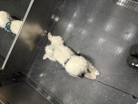 9 aylık morkie sahiplendirme