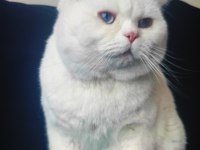 British shorthair erkek damızlık