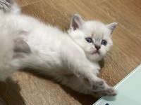 British shorthair blue point