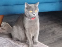Yetişkin british shorthair dişimizi sahiplendirmek istiyoruz