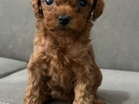 Dişi safkan red Brown toy Poodle Kore yavrular