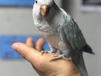 Evcil konuşan mutasyon konur papağanımız