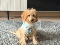 4 Aylık Erkek Maltipoo Tüm aşıları var