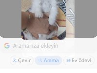 İran cinsi dişi yavru