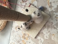 10 Eylül doğumlu british shorthair bluepoint yavrularımız