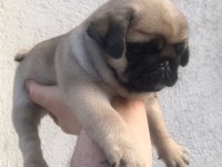 IRK GARANTİLİ PUG YAVRULARIM