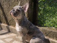 AŞILI WC EĞİTİMLİ BLUE MERLE FRENCH BULLDOG OĞLUMUZ