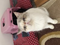 Exotic shorthair dişi acil