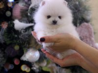 Pomeranian Boo Teddy Bear Ayıcık Surat Yavrularımız