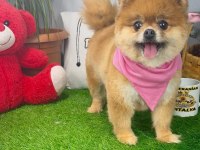 17 aylık dişi orijinal kızanda pomeranian