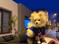 Erkek yavru pomeranian