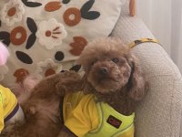 Poodle Kızımız 2.5 Yaşında