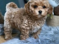 Kore maltipoo yavrular